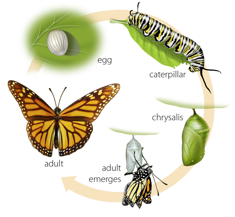 Image result for caterpillar life cycle